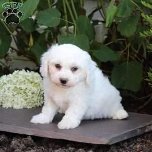 Milo, Bichon Frise Puppy